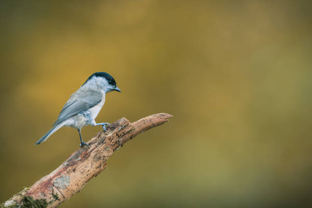 istock Songbird (the marsh tit, poecile palustris) perched and looking around. Autumn colors, simple blurred background. 1351742988