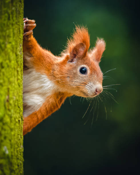 istock The Eurasian red squirrel (Sciurus vulgaris) looking from behind a tree. Beautiful autumn colors, delicate background. Shallow depth of field. 1351742999