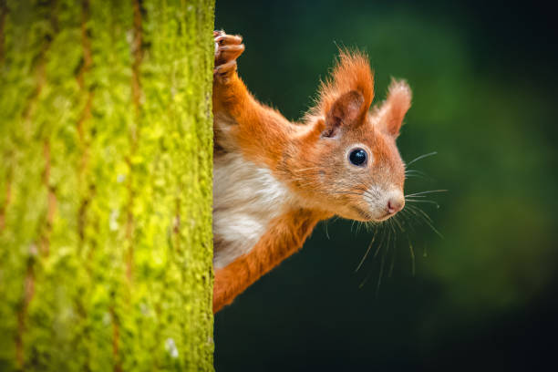 l’écureuil roux d’eurasie (sciurus vulgaris) regardant de derrière un arbre. belles couleurs d’automne, fond délicat. faible profondeur de champ. - écureuil photos et images de collection