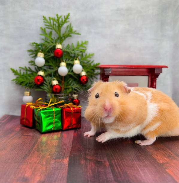 Arash - Strnka 15 Cute-syrian-hamster-looking-surprised-on-christmas-morning