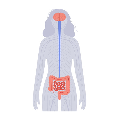Gut brain connection and microbiome concept. Enteric nervous system in human body, small and large intestine. Signals from brain to digestive tract. Colon, bowel and cerebrum flat vector illustration