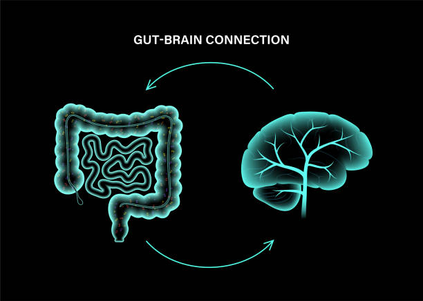 Gut Brain 3D Gut brain connection and microbiome. Enteric nervous system in human body, small and large intestine. Signals from brain to digestive tract. Colon, bowel and cerebrum 3d realistic vector illustration. intestine stock illustrations