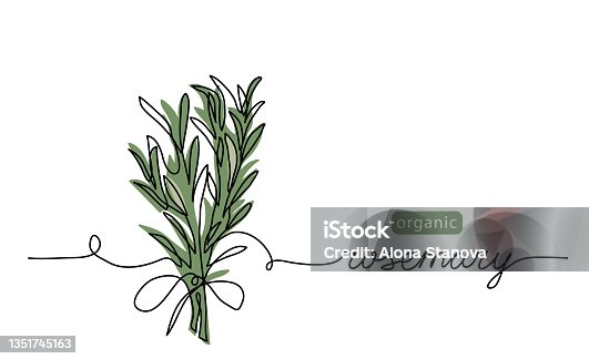 istock Rosemary simple vector sketch drawing. One continuous line art drawing illustration for label design with lettering rosemary 1351745163