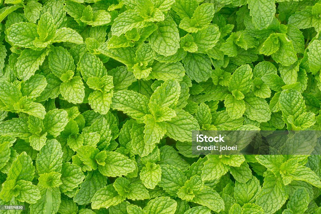 peppermint Mint flavoring as well as cooking and herbal medicine to reduce fever, pungent odor to the breath fresh. Mint Leaf - Culinary Stock Photo