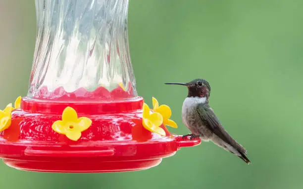 Photo of Male Broad-Tailed Hummingbird at Feeder