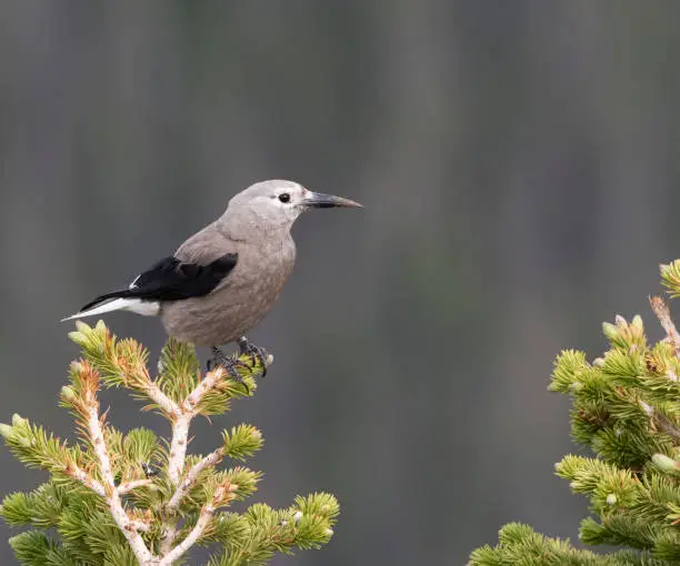 Photo of Clark's Nutcracker, perched