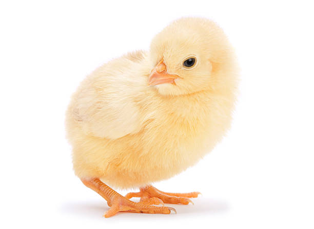 istock Yellow baby chicken 135175067