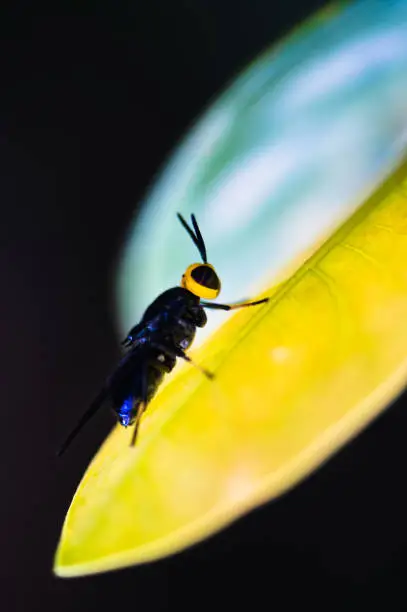 Photo of Soldier fly (Stratiomyidae: Clitellariinae) perched on a leaf with its beautiful yellow head.
