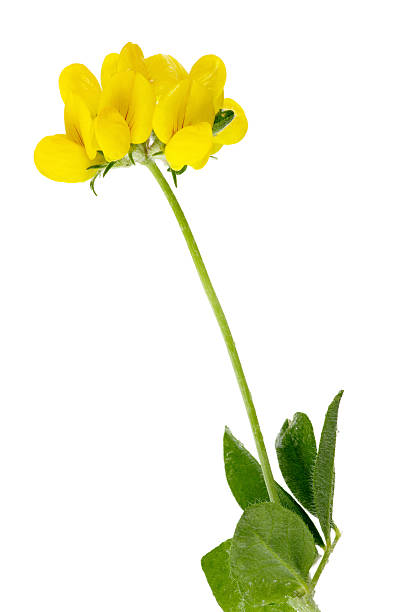 Bird's-foot Trefoil Flower Macro Isolated On White Bird's-foot trefoil (Lotus corniculatus) flower macro isolated on white. lotus corniculatus stock pictures, royalty-free photos & images