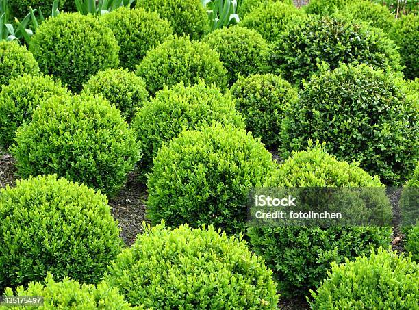 Buxus Bälle Für Den Verkauf Stockfoto und mehr Bilder von Buchsbaum - Buchsbaum, Gartengestaltung, Beschnittene Hecke