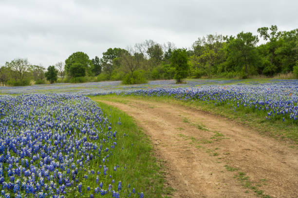 istock Beautiful meadow with blooming blue bonnets interspersed with Indian paintbrushes 1351755828