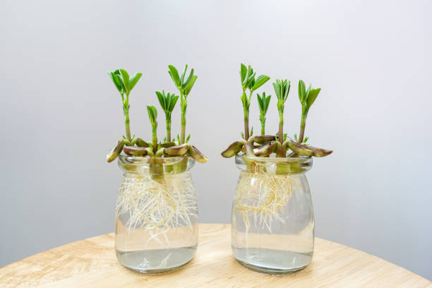 istock Sprouted beans. Plant seedlings. Green leaves receive bright sunlight 1351756939