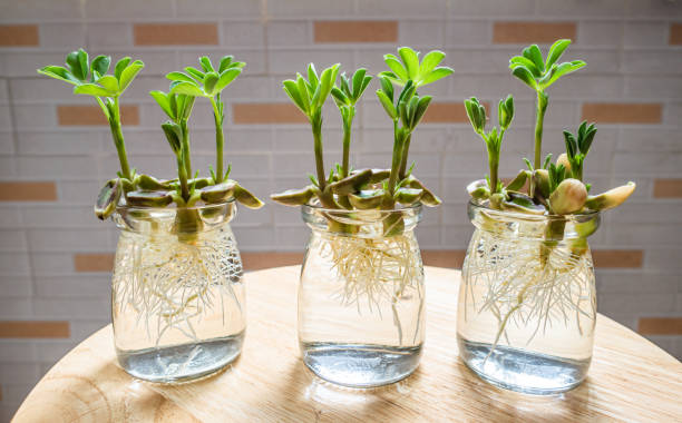 istock Sprouted beans. Plant seedlings. Green leaves receive bright sunlight 1351756940