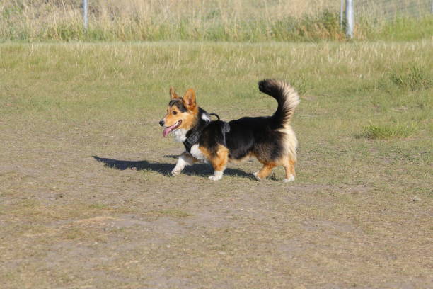 istock Tri color Pembroke Welsh Corgi with its full tail 1351758523