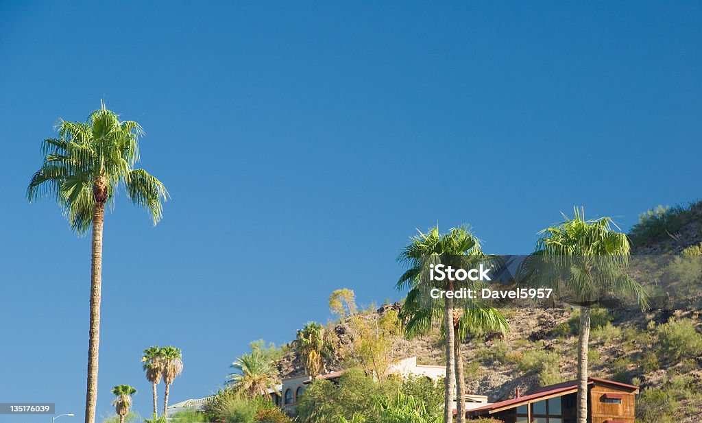 Phoenix  hillside Phoenix hillside with houses and palm trees Arizona Stock Photo