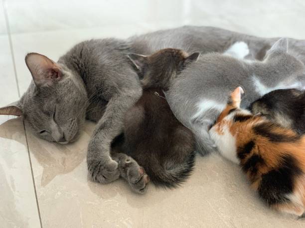 istock Mother cat nursing her babies kittens 1351765148