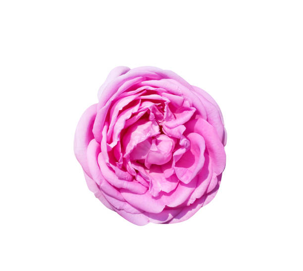 istock Colorful pink rose blossom top view isolated on white background , clipping path 1351765198