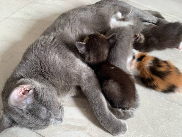 family cats　0118 Family Cats Stock Photo - Download Image Now - Animal, Animal Body