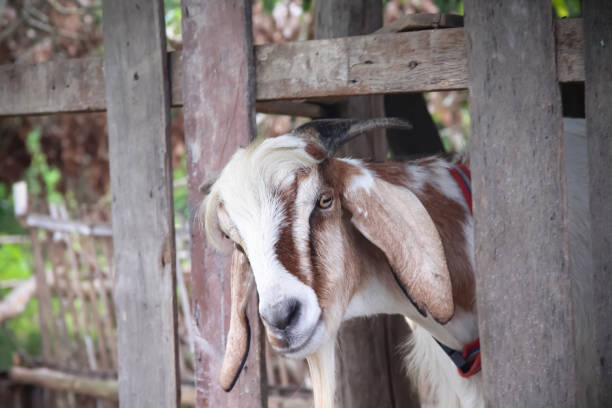 istock Cute goat looking in farm on plank wood wall background 1351765270