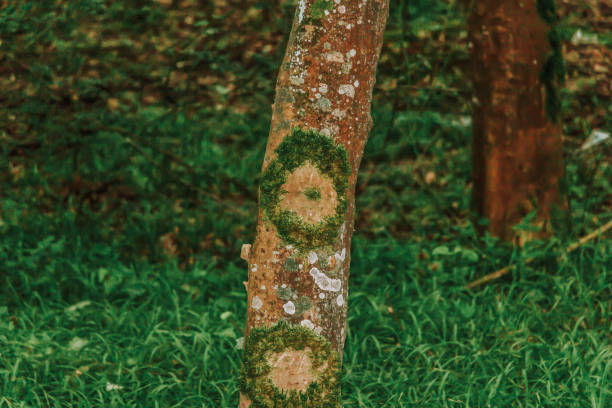 istock green moss on the tree trunk in the forest 1351766203