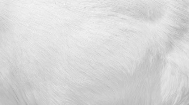 istock Furry soft texture of goat body light white background 1351766463