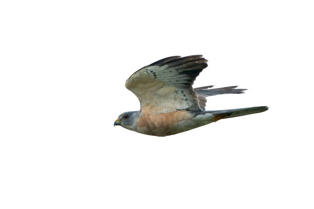 Chinese Sparrowhawk isolated on white background Chinese Sparrowhawk isolated on white background galapagos hawk stock pictures, royalty-free photos & images