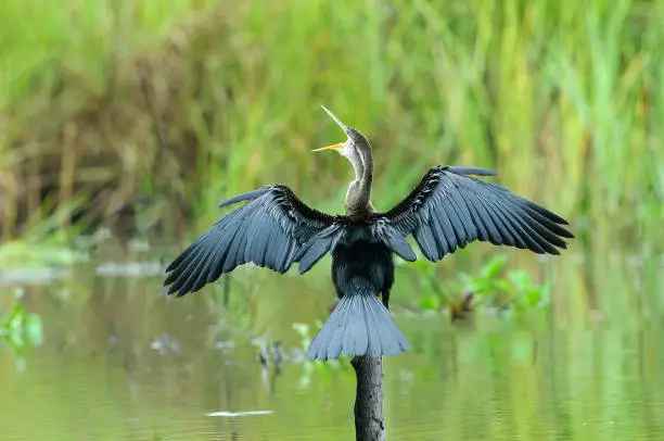 Closeup Oriental darter or Snakebird spreading large black wings