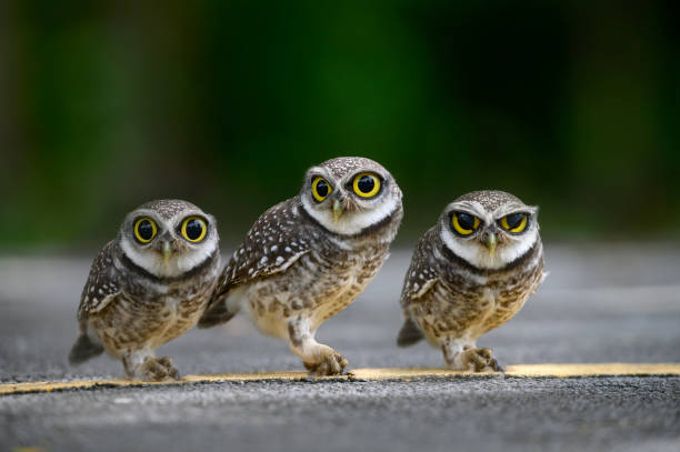 pássaro bonito com olhos grandes , coruja manchada - big eyes fotos - fotografias e filmes do acervo