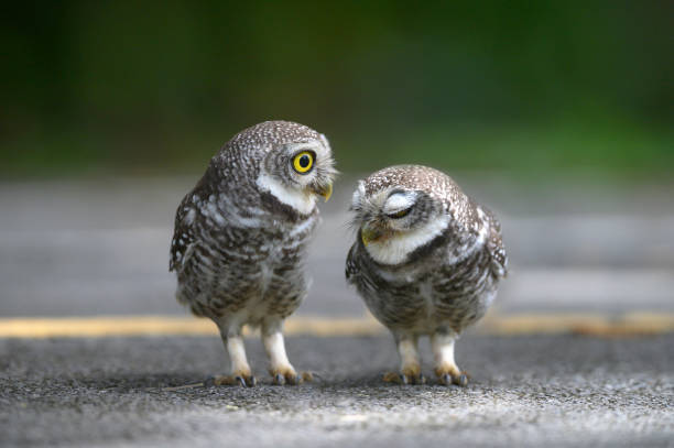 Cute bird with big eyes , Spotted owlet