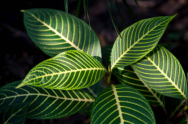 Ficus benjamina Golden Princess, Moraceae Ficus plants, evergreen shrub, native to India, colorful leaves, with golden grain, a symbol of wealth,also known as golden princess.