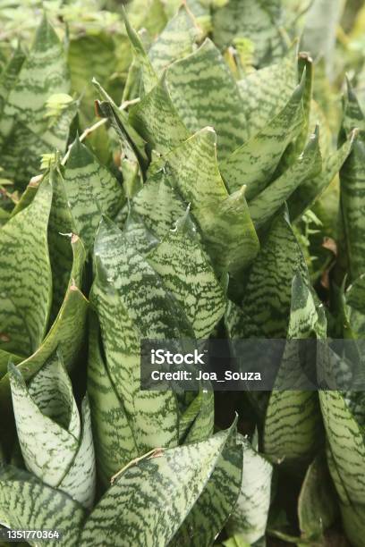 Plant Sword Of Sao Jorge Dracaena Trifasciata Stock Photo - Download Image Now - Sansevieria, Agriculture, Botany