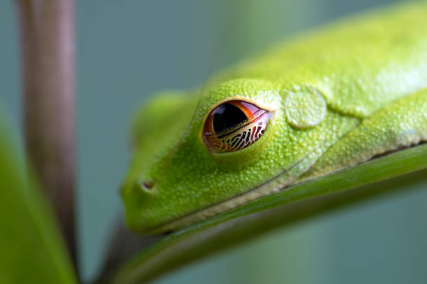 The red-eyed tree frog eyes