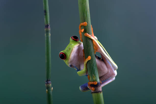 istock The red-eyed tree frog perched at bamboo tree 1351771879