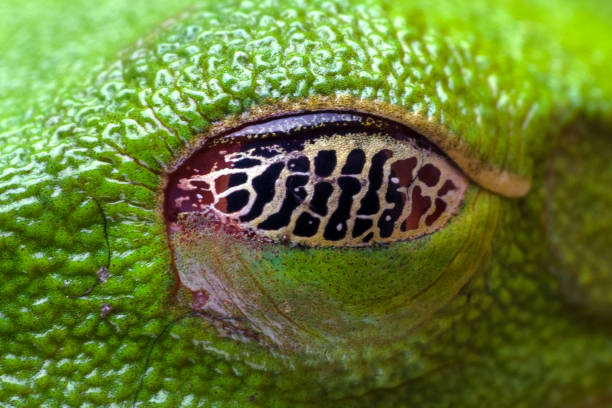 istock The red-eyed tree frog eyes 1351771887