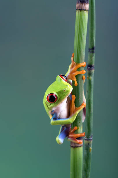 istock The red-eyed tree frog perched at bamboo tree 1351771889