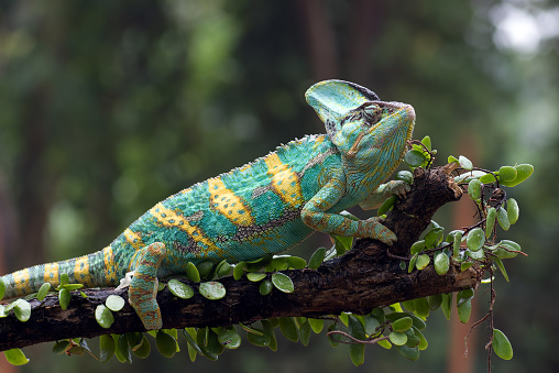 Un camaleón velado colgado del tronco de un árbol photo