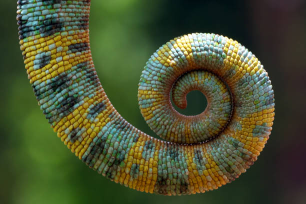 istock A tail of veiled chameleon 1351771922