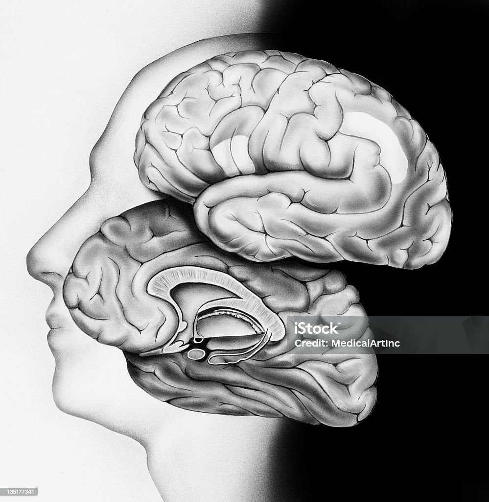 脳の断面の内容 - ヒトの内臓のロイヤリティフリーストックイラストレーション
