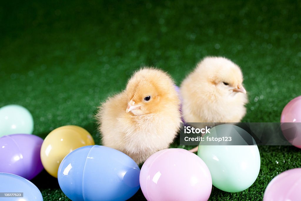 베이비 chicks - 로열티 프리 0명 스톡 사진