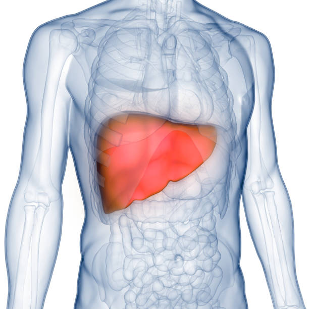 istock Human Internal Digestive Organ Liver Anatomy 1351775550