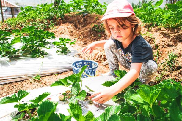 istock Strawberry Fields with girl 1351776637