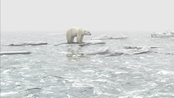 polar bear standing isolated on melting iceberg in the ocean, aerial view - polar bear global warming arctic wintry landscape imagens e fotografias de stock