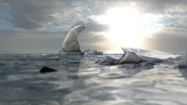 polar bear sitting on last melting iceberg in the ocean, aerial view - polar bear global warming arctic wintry landscape imagens e fotografias de stock