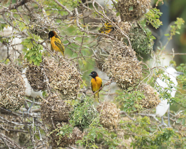 Village Weaver colony The amazing nesting colony of Village Weavers (Ploceus cucullatus) weaverbird photos stock pictures, royalty-free photos & images