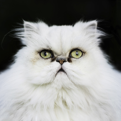 White persian cat portrait
