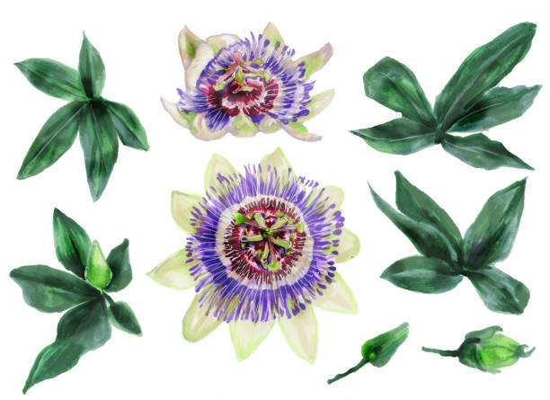 set of flowers, buds and leaves of Passionflower set of flowers, buds, and leaves of Passionflower. Botanical watercolor illustration of beautiful exotic Passionflower vines . Collection of cliparts for design and decor eutrichomyias rowleyi stock illustrations