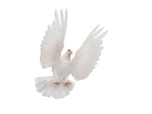 istock beautiful white dove in flight isolated on white background 1351782971