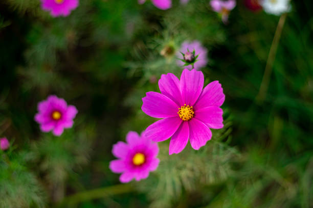 istock Cosmos with dark pink flowers 1351784028