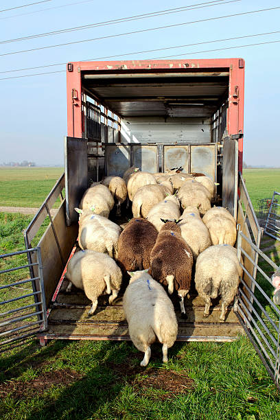 istock Sheep being loaded into a trailer for transport 135178449
