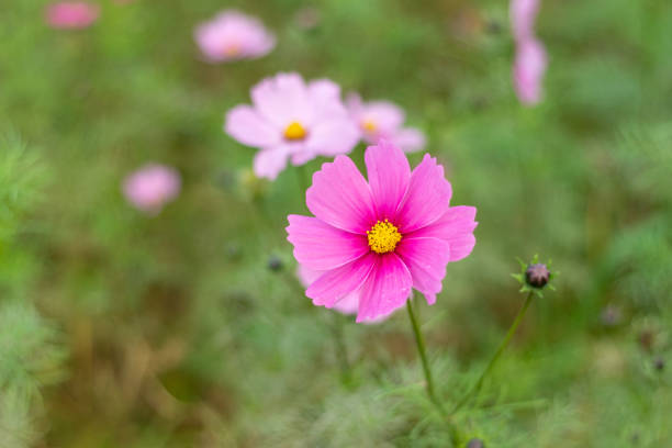 istock Cosmos with pale color flowers 1351784545